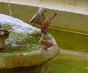 пазл Птицы плескались в фонтане